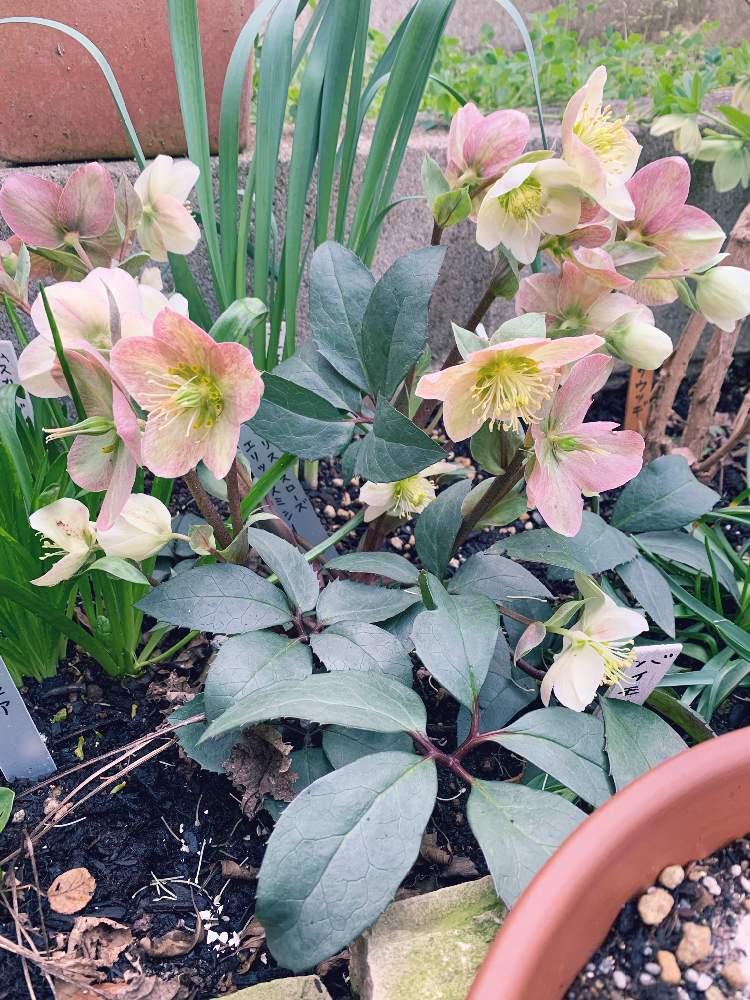 小さな庭の投稿画像 By よんぴさん ガーデニングと春の庭と クリスマスローズとガーデニングと春の庭と クリスマスローズ 22月3月23日 Greensnap グリーンスナップ Greensnap グリーンスナップ