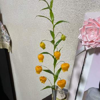 サンダーソニアの投稿画像一覧 Greensnap グリーンスナップ