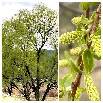 シダレヤナギの投稿画像一覧 Greensnap グリーンスナップ