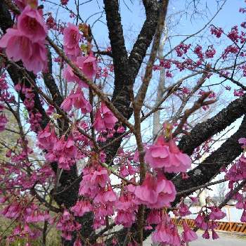 濃いピンク桜の投稿画像一覧 Greensnap グリーンスナップ