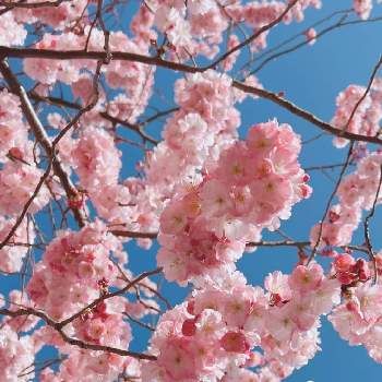 花のある散歩道の画像 by Cocoさん | spring gardenとグリーンライフ♡とnature lovers❤️と花のある生活と町の花壇と花のある散歩道とseason greetingsと桜さくらサクラとガーデニング