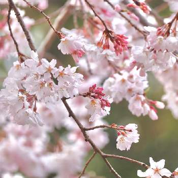 筥崎宮花庭園の投稿画像一覧 Greensnap グリーンスナップ