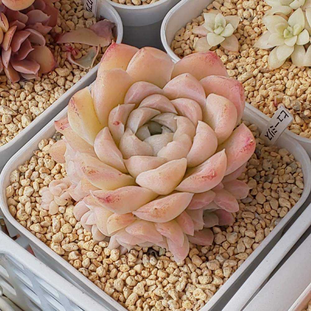 ❀143 ヒューミリス①の生長記録 Vol.2 2022.05.19更新｜🍀GreenSnap