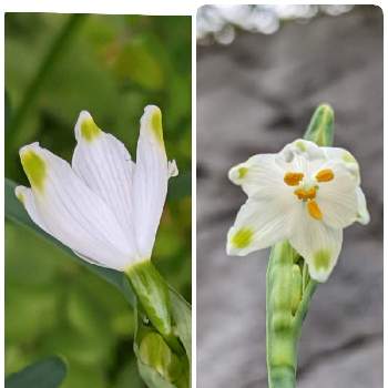 拡大の画像 by もぐjuhさん | 広い庭とプランターと花色と拡大とお顔がこんにちはとGoogle Pixel5と花いろいろと君も花が好きなのかとしろい花