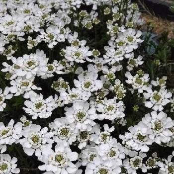 アフリカ原産の投稿画像一覧 Greensnap グリーンスナップ