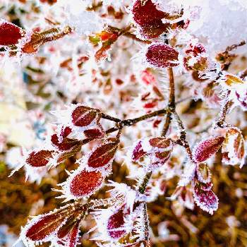 寒い朝の画像 by のばらさん | 広い庭と雪の華♡とおはようと❤️M.family❤️と寒い朝と ツツジと福島からのエール