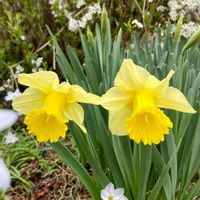 ハナニラ,スイセン,ユキヤナギ,ラッパスイセン,庭の花の画像