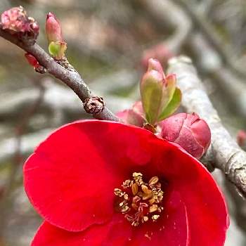 花撮りドライブの画像 by mocoさん | お出かけ先と公園でと花撮りドライブと春が来たとボケの花♡と赤い花と花が好き
