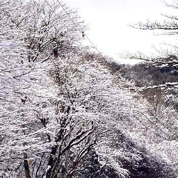 雪化粧の画像 by ヤンビビさん | お出かけ先と白い花と雪化粧