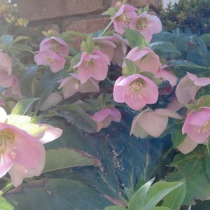 クリスマスローズ,クリスマスローズ サクラピンク,クリスマスローズ　サクラピンク,日陰,ガーデニングの画像