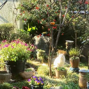 野良猫の画像 by うたちゃんさん | 小さな庭と野良猫と椿 ツバキとGS映えとGS日和