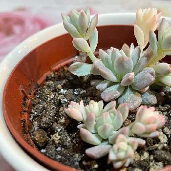 種類豊富な品揃え 多肉植物 プロリフィカ錦 1 あるちゃん専用 植物 観葉植物 インテリア 住まい 小物 23 450 Missionranchmarkets Com