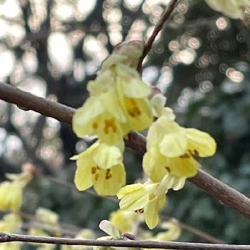 駒沢公園の画像 by 六花さん | お出かけ先ときれいな景色と小さなお花と駒沢公園と黄色のお花