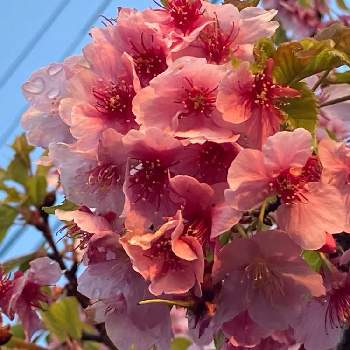 元気だね♪の画像 by ゆう☆さん | お出かけ先と河津桜と青い空♪とがんばれ♡と@神奈川とわくわく♡とかわいい♡と緑の葉っぱとHave a nice day!とピンク❤︎ピンクと桜フォトコン2022と朝散歩♪とiphoneSEとわんこ散歩♪と通りすがり♪といいお天気♪とありがとう♪と元気だね♪と咲いた！と桜(さくら)リレー