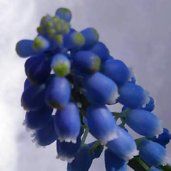 青い冬の花2022の画像 by かすみそうさん | 玄関とムスカリと花のあるくらしとチーム・ブルーNo.120と(祝)チーム・ブルー2周年とおうち園芸と花に魅せられてと可愛い〜♡と青い冬の花2022と乙女色クラブとリフレッシュ♡と青い花マニアとチーム・ブルーといやし♪