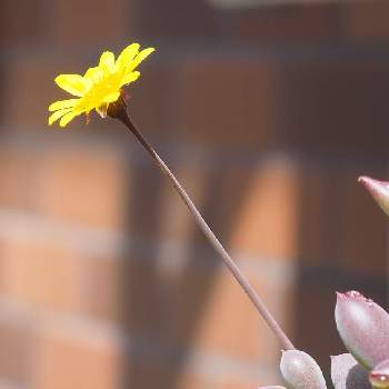  ルビーネックレスの画像 by kei-monさん | バルコニー/ベランダと多肉の花と花がくれる癒しと黄色い花と ルビーネックレスと花のある暮らしと多様性を愛する会