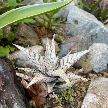 アロエブリザードの投稿画像一覧 Greensnap グリーンスナップ