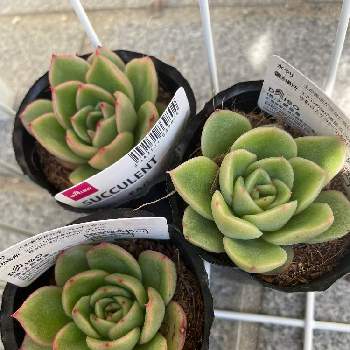 ギルバの投稿画像一覧 Greensnap グリーンスナップ