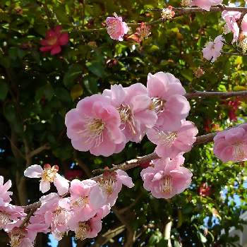 民家の庭の画像 by ばばちゃんさん | 梅(うめ)と樹木と木に咲く花と民家の庭と道路脇