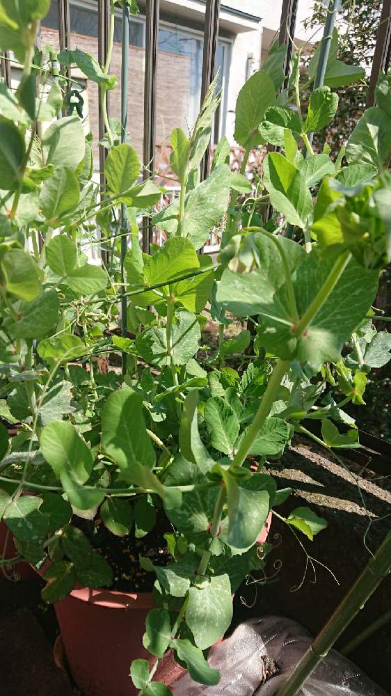 畑の投稿画像 By 苺さん サラダ絹さやの栽培とプランターとおうち園芸とお家栽培とお家で栽培とプランター植えとサラダ絹さやの栽培とプランター とおうち園芸とお家栽培とお家で栽培とプランター植え 22月3月24日 Greensnap グリーンスナップ Greensnap