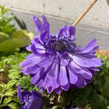 儚い花の投稿画像一覧 Greensnap グリーンスナップ