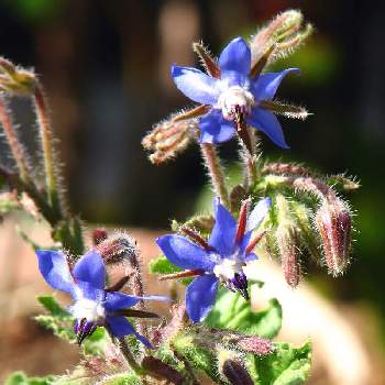 ボリジの花の投稿画像一覧 Greensnap グリーンスナップ