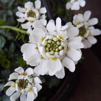 イベリス ブライダルブーケの画像 by チェリーさん | 小さな庭とイベリス ブライダルブーケと癒しとお花大好きと今日のお花と白いお花と花のある暮らしと綺麗✨