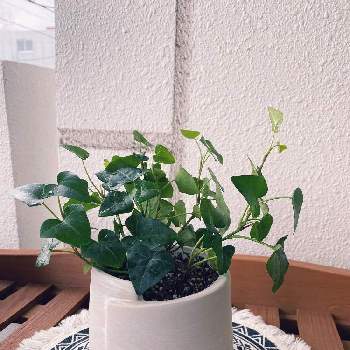 ハートのアイビーの投稿画像一覧 Greensnap グリーンスナップ