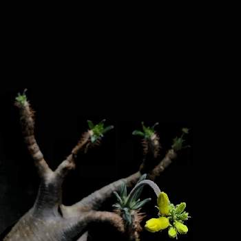 Ten'sコーデックスの画像 by Tenさん | 部屋とパキポディウム・グラキリスと多肉植物とパキポディウム属と植物のある暮らしとファインダー越しの私の世界とコーデックスと職場の撮影ポイントと塊根植物とアートなTen写と珍奇植物とTen'sコーデックスとビザールプランツ