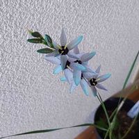イキシア,青い花マニア,チーム・ブルー,チーム・ブルーNo.093,青い春の花マニアの画像