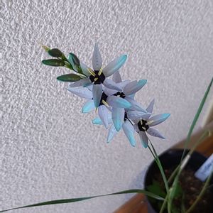イキシア,青い花マニア,チーム・ブルー,チーム・ブルーNo.093,青い春の花マニアの画像
