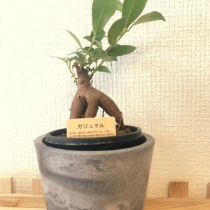 ガジュマル,観葉植物,ナチュラルキッチン,100均観葉植物,フィカス属の画像