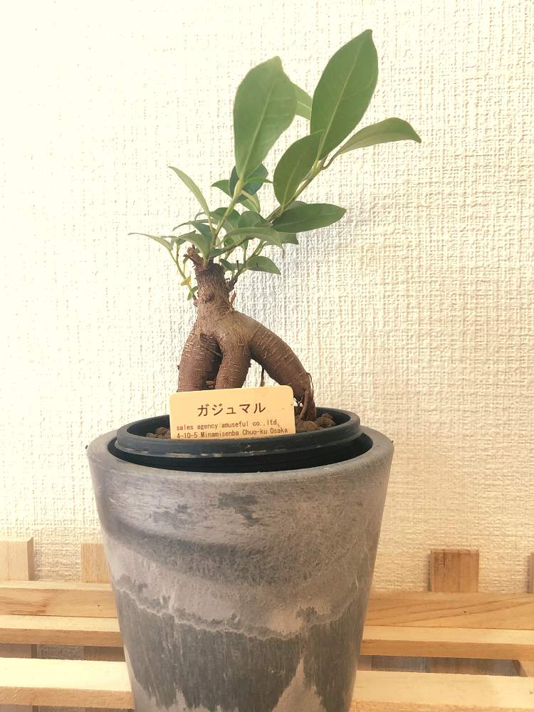 ガジュマルの投稿画像 By 秋崎きの子さん 部屋と観葉植物とナチュラルキッチンと100均観葉植物とフィカス属と100均鉢と観葉植物とナチュラルキッチン と100均観葉植物とフィカス属と100均鉢 22月3月24日 Greensnap グリーンスナップ Greensnap グリーン