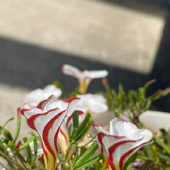 クルクルの画像 by きりん❣️さん | オキザリス バーシカラーと植物のある暮らしとお花大好き♡とNo  more warと医療関係者に感謝とちっちゃいものクラブと癒やされてと花のある暮らしとクルクル