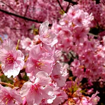 うめ♡の画像 by 杏子さん | お出かけ先とピンク祭と幸せと毎日ピンクの日とピンクの花とうめ♡とピンク❤︎ピンクとうれしいとピンク愛好会としあわせ♡とピンクにキュンですとかわいいと楽しい