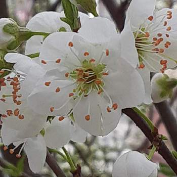 プラムの花の投稿画像一覧 Greensnap グリーンスナップ
