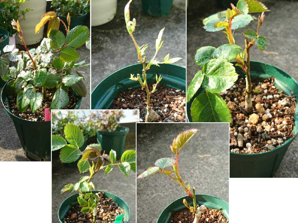 切花品種バラ接木開花苗 morinouen-store_19baraimaikn30