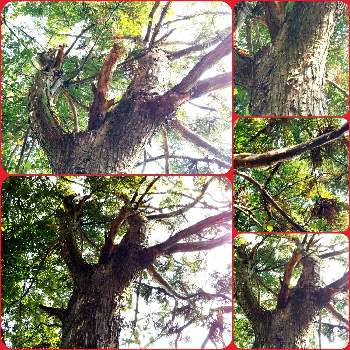 杉（すぎ）の画像 by sumiko87さん | お出かけ先と杉（すぎ）と元気貰える♡と皆様に感謝と美しい✨✨といいお天気♪と巨木古木の木曜日と癒し♡