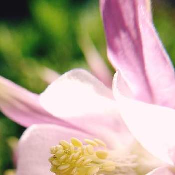 陽に照らされての画像 by ケサランパサランさん | 小さな庭とオダマキとピンクの花と織田無道と西洋オダマキ✨とにわと宿根と花のある暮らしとマクロ撮影とアップ写真と美川憲一と陽に照らされて