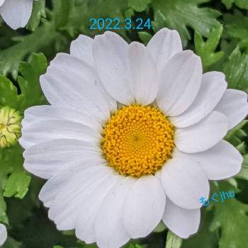 拡大の画像 by もぐjuhさん | お出かけ先とプランターと花色と拡大と葉っぱとお顔がこんにちはとGoogle Pixel5と花いろいろと君も花が好きなのかとしろい花