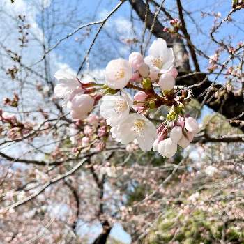 毎年 安定の画像 by わたのみさん | お出かけ先とソメイヨシノとさくら サクラ 桜とふんわりと花に癒されると毎年 安定
