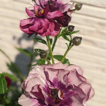 ラナンキュラスラックス ティーバの投稿画像一覧 Greensnap グリーンスナップ