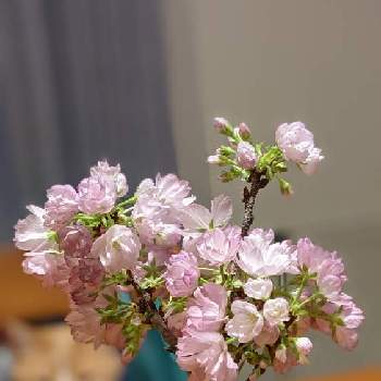 さくら苔玉の投稿画像一覧 Greensnap グリーンスナップ