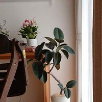 フィカス バーガンディ,過去pic,みどりのある暮らし,観葉植物,植物のある暮らしの画像