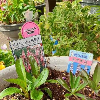 ベロニカ ロンギフォリアの投稿画像一覧 Greensnap グリーンスナップ