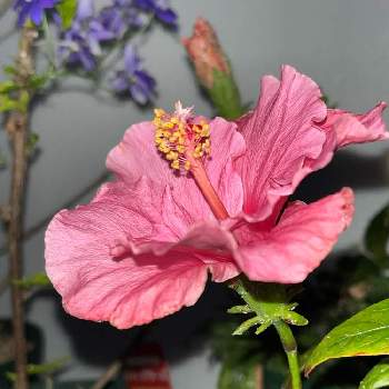 季節外れの花の画像 by しぶちゃんさん | 部屋とハイビスカスとネコ好きとピンクのお花と花のある暮らしと季節外れの花と今日のハイビスカス