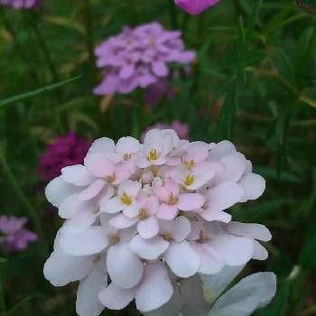 キャンディタフトの画像 by ドロップさん | キャンディタフトとイベリスと実家の庭とピンクの花