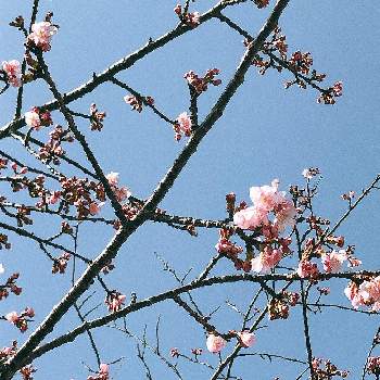 応援するよの画像 by すもーるさん | サクラと咲き始めましたと春が来たと桜フォトコン2022とiPhone8と散歩道と応援するよと世界が平和になりますように