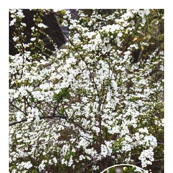 ユキヤナギ♡の画像 by ❖アジサイさん | お出かけ先とユキヤナギ♡と公園散歩のお花と花のある暮らしと小花好きと春の訪れ♪