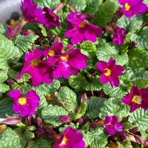 深山桜草,ミヤマサクラソウ,原種プリムラ系のミヤマサクラソウ？,モコ家エントランス,チームチーバくんの画像